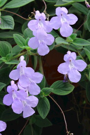 温室花草 