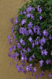 温室花草 