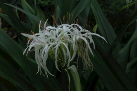 园林花草 