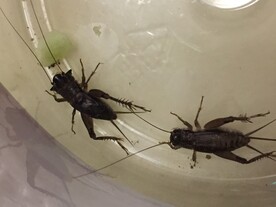 蟋蟀