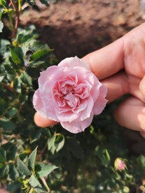 粉玫瑰
