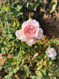 月季花