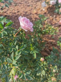月季花