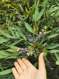 十大功劳 