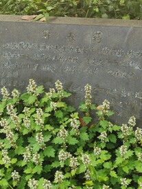 筋骨草 
