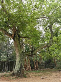 大榕树 百年榕树 