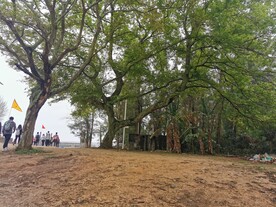 小路 绿树