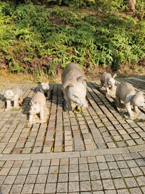 雕刻猪