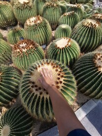 仙人球 