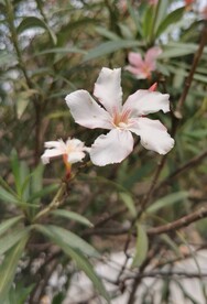 夹竹桃花 
