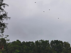 山林