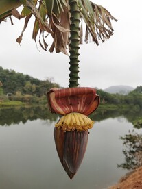 芭蕉