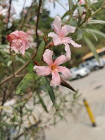 夹竹桃花 