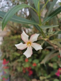 夹竹桃花 