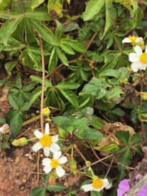 蟛蜞菊 