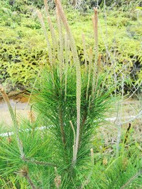 马尾松