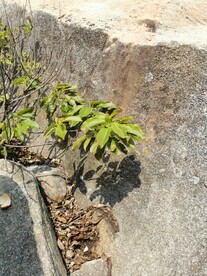爬山