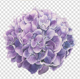 花 