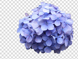 花 