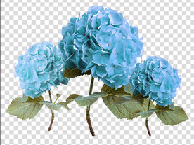 花 