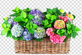 花