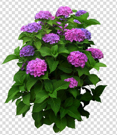 花