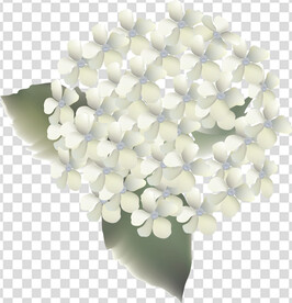 花 