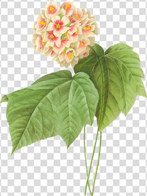 花 