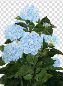 花 