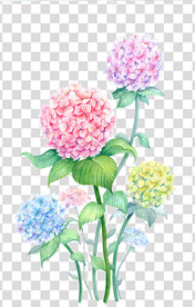 花 