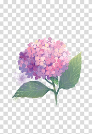 花 