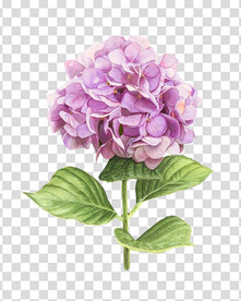 花 
