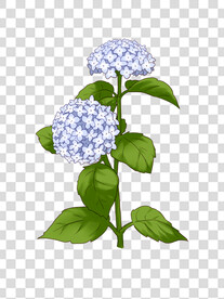 花
