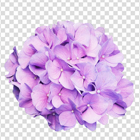 花 