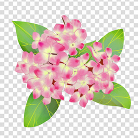 花 