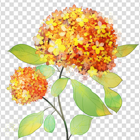 花 
