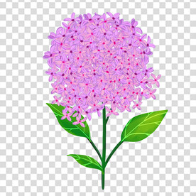花 