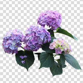 花 