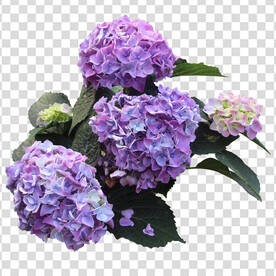 花 