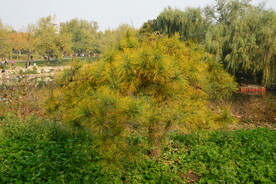 园林花草 