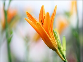 黄花菜 