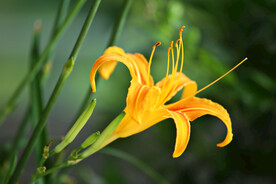 黄花菜 