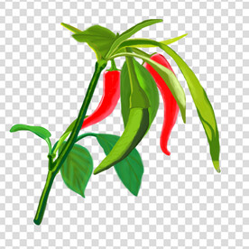 辣椒 