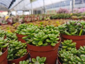 花卉市场可爱多肉小清新盆栽