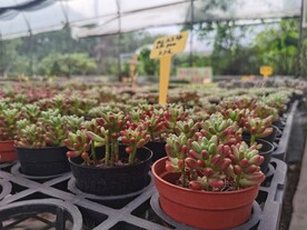 多肉可爱盆栽花鸟市场