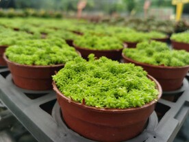 黄金草可爱多肉盆栽