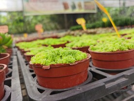 黄金草多肉盆栽