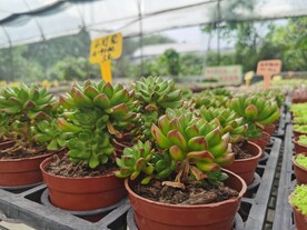 可爱清新多肉盆栽花卉市场
