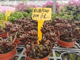红豆多肉盆栽花卉市场