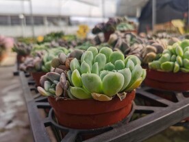 可爱清新多肉花卉盆栽市场
